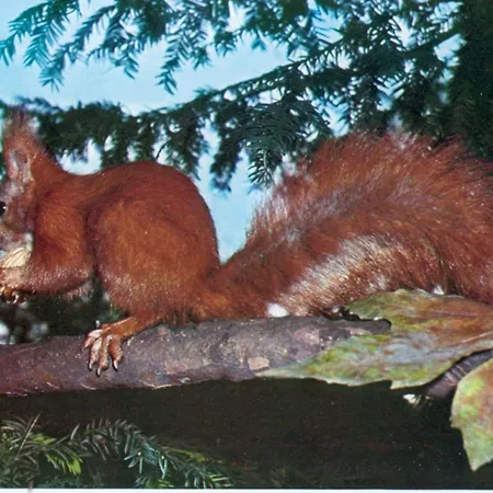 Margarete Finner 1 Comfortable * Titisee-Neustadt