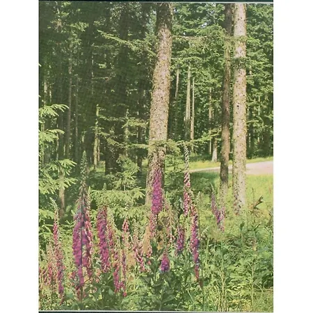 Margarete Finner 1 Comfortable * Titisee-Neustadt